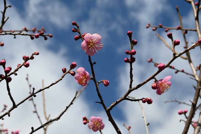 ume_michishirube_260121