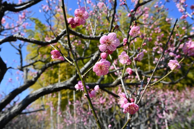 ume_michishirube_260204