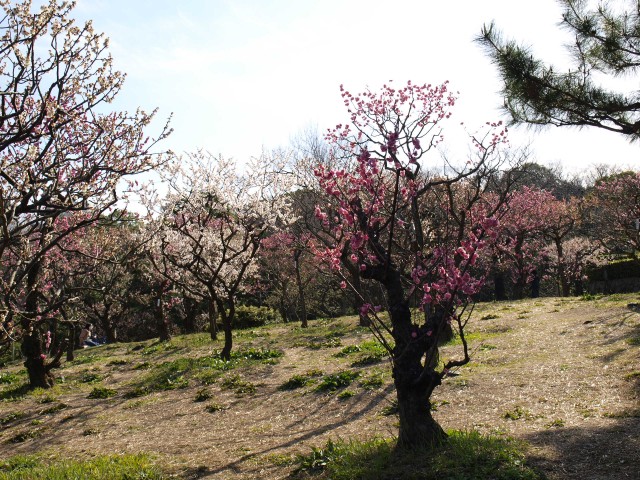 ウメ 21年 更新終了しました 万博記念公園
