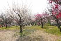 ume_nihonteien_250314_01