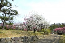 ume_nihonteien_250314_02