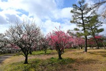 ume_nihonteien_250319_01