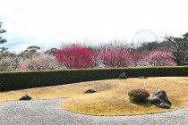ume_nihonteien_250319_02