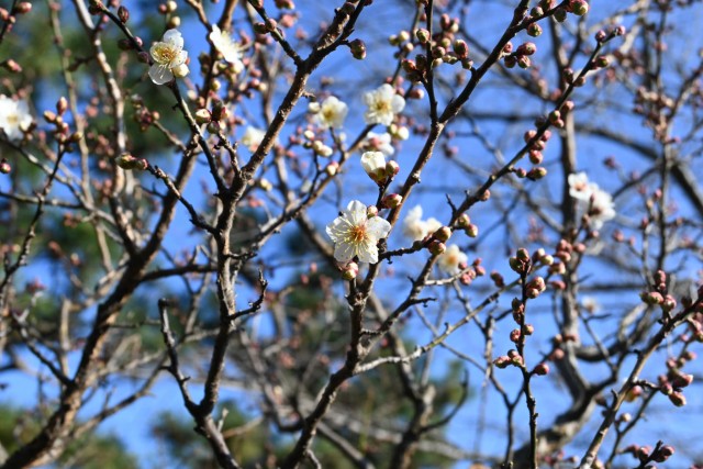 ume_nihonteien_260107_01
