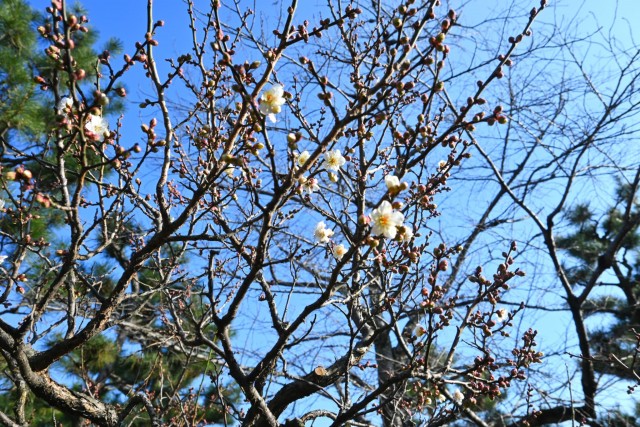ume_nihonteien_260107_02