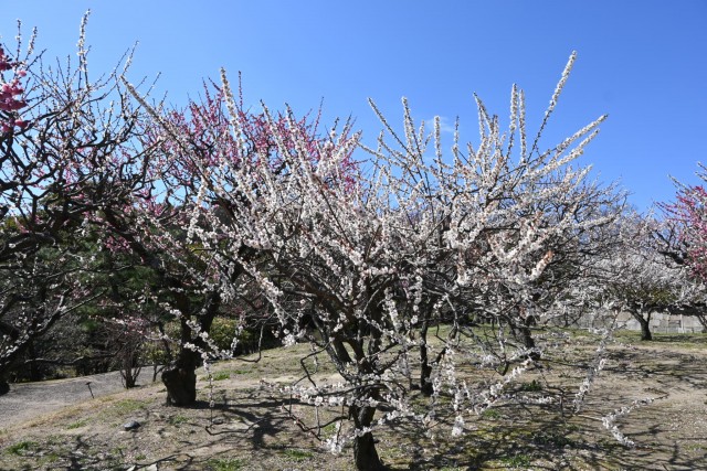 ume_nihonteien_260311_01