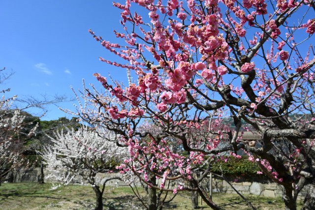 ume_nihonteien_260311_02