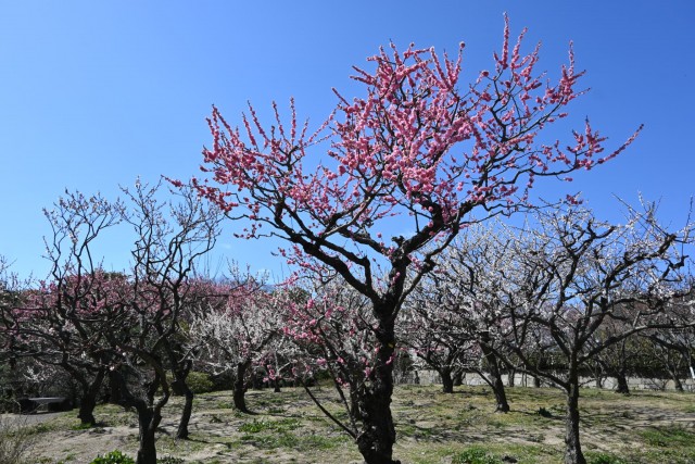 ume_nihonteien_260311_03