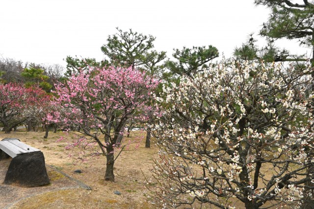 ume_nihonteien_bairin_260224_01