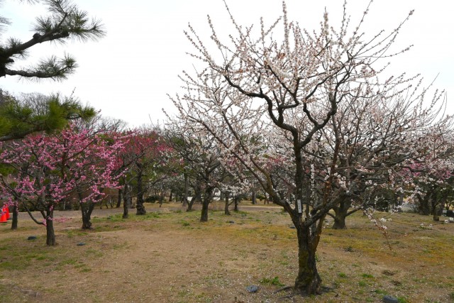 ume_nihonteien_bairin_260224_02