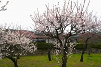 ume_nihonteien_bungo_240306_01