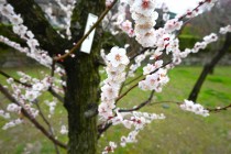 ume_nihonteien_bungo_240306_02