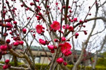 ume_nihonteien_eikan_240206