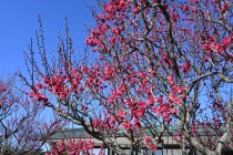 ume_nihonteien_eikan_240214