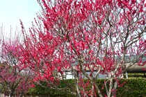 ume_nihonteien_eikan_250314