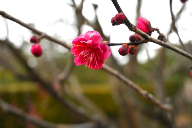 ume_nihonteien_eikan_260211_01