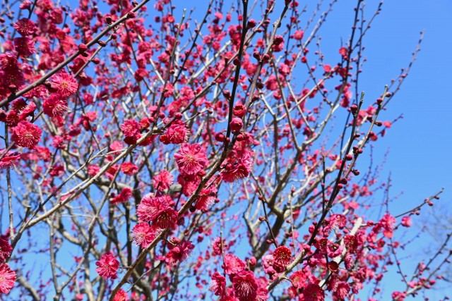 ume_nihonteien_eikan_260218