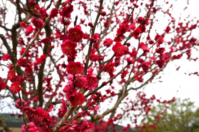 ume_nihonteien_eikan_260224