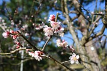 ume_nihonteien_esuzukanoseki_240214