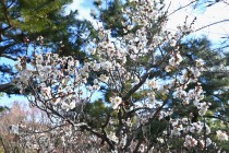ume_nihonteien_hatsukari_240125_01