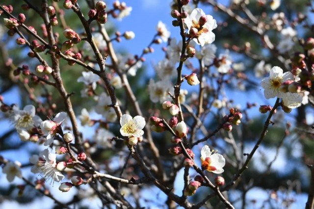 ume_nihonteien_hatsukari_260114_02