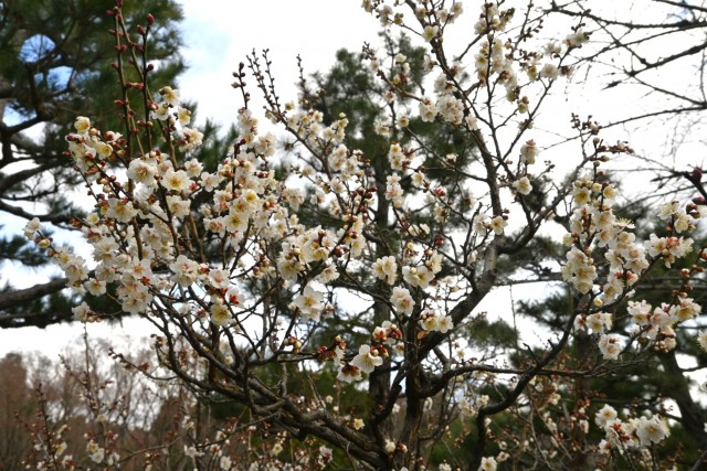 ume_nihonteien_hatsukari_260121_01