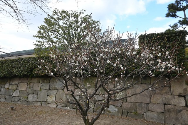 ume_nihonteien_hatsukari_260121_02