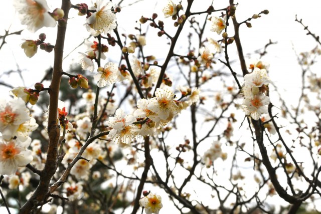 ume_nihonteien_hatsukari_260128