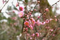 ume_nihonteien_hinanomiyako_240222