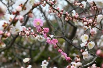 ume_nihonteien_kasugano_240222