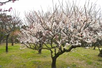 ume_nihonteien_kasugano_240229_01