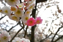 ume_nihonteien_kasugano_240229_02