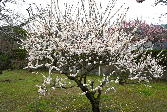 ume_nihonteien_kasugano_240306_01