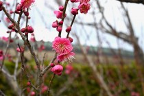 ume_nihonteien_koki_240206