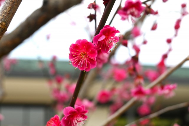 ume_nihonteien_koki_260224