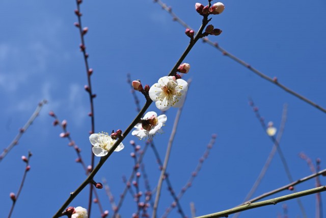 ume_nihonteien_kokinsyu_260204