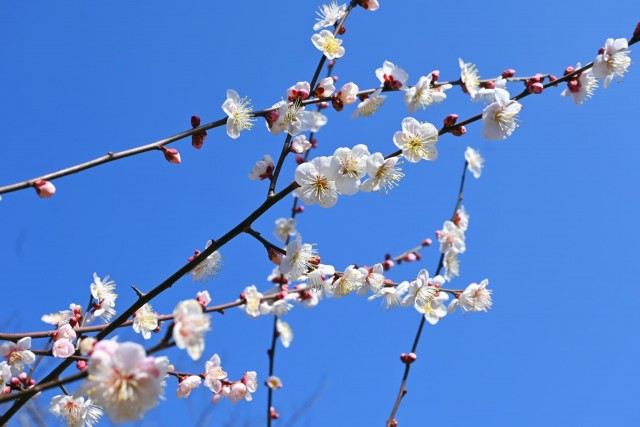 ume_nihonteien_kokinsyu_260218