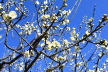 ume_nihonteien_ryokugaku_240214