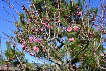 ume_nihonteien_sabashiko_240130_01