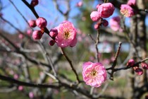 ume_nihonteien_sabashiko_240130_02