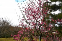 ume_nihonteien_sabashiko_240206
