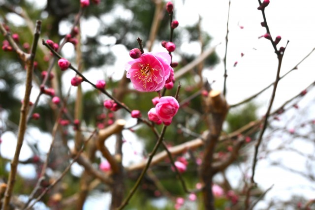 ume_nihonteien_sabashiko_260128
