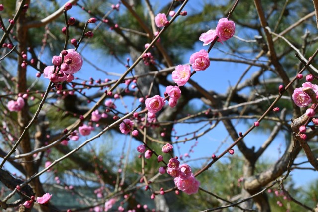 ume_nihonteien_sabashiko_260204