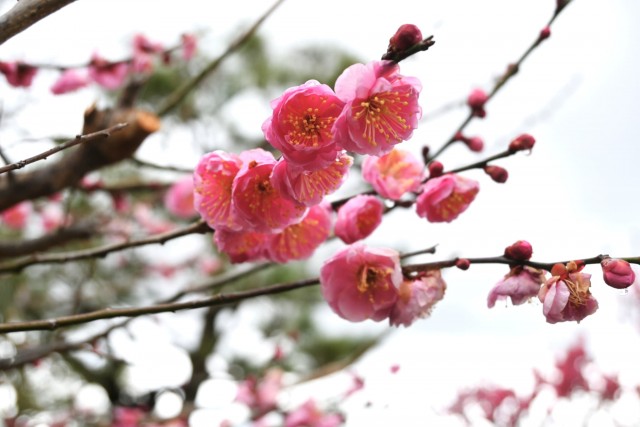 ume_nihonteien_sabashiko_260211_01