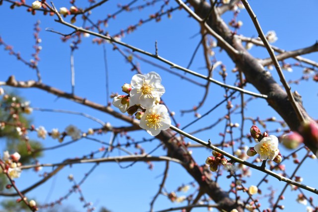 ume_nihonteien_shirakaga_260204