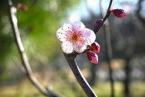 ume_nihonteien_shorinsuzuka_240130_01