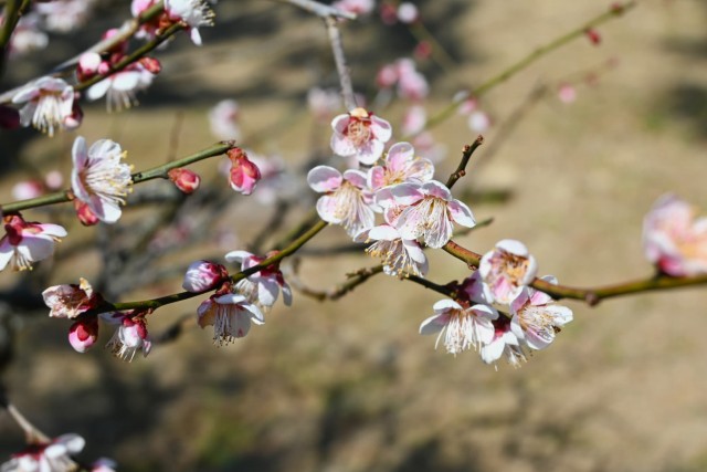 ume_nihonteien_suzukanoseki_260218