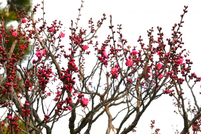 ume_nihonteien_yaekanko_260121