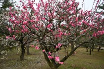 ume_nihonteien_yokihi_240222