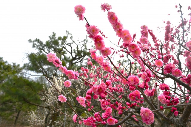 ume_nihonteien_yokihi_240229